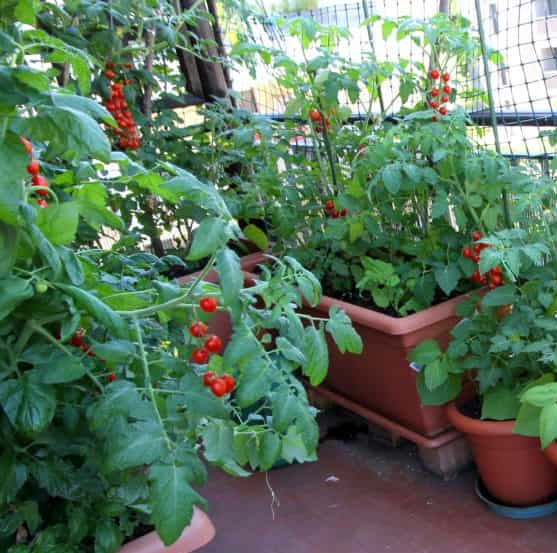 tomatoesinpots